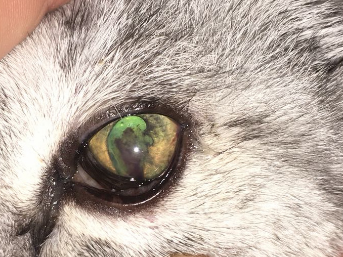 Uveitis Augenerkrankungen der Katze