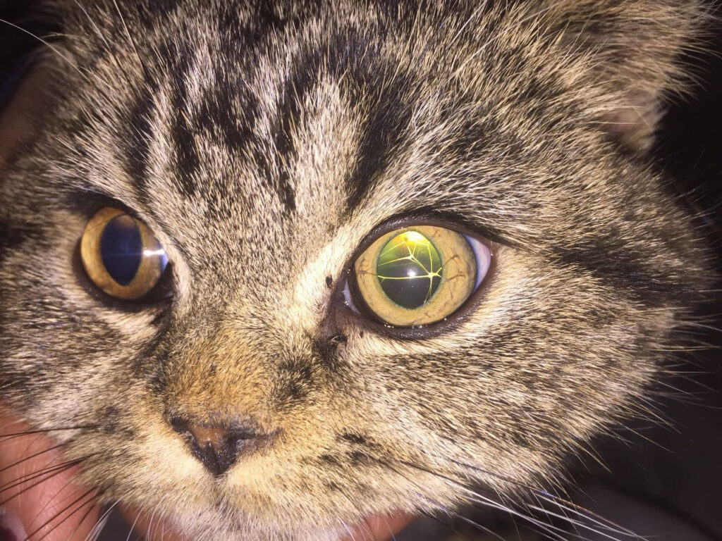 Membrana pupillaris persistens (MPP) Augenerkrankungen der Katze